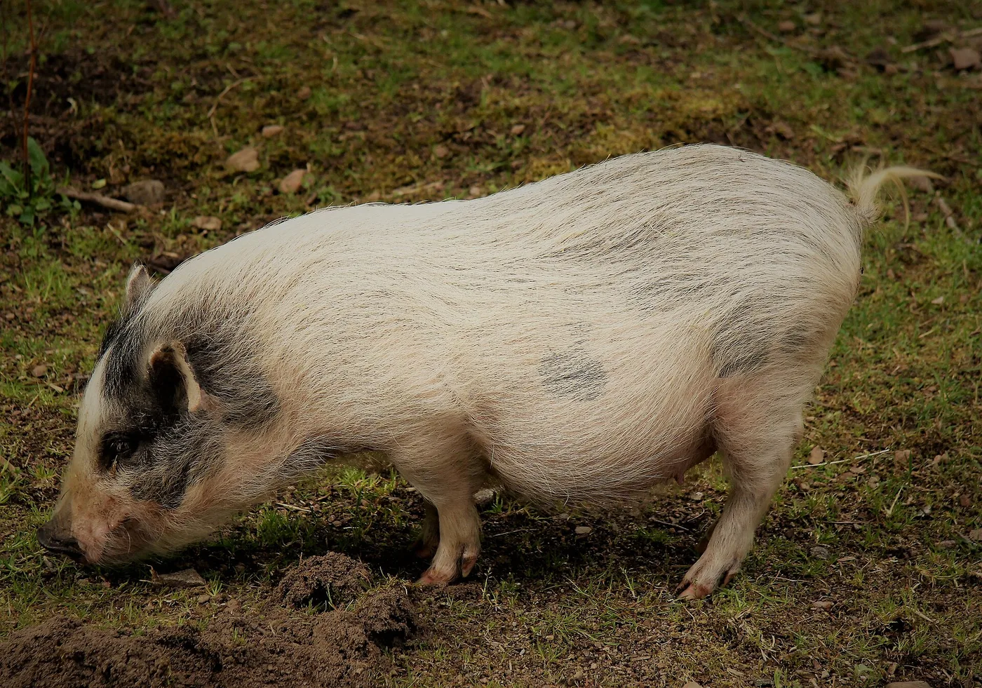 Xenotrasplantes: órganos animales modificados genéticamente
